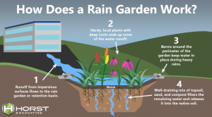 Rain Gardens: Stormwater Management Solution